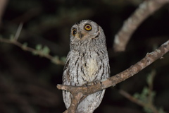 Otus senegalensis