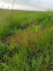 Hermannia erodioides