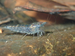 Caridina serrata