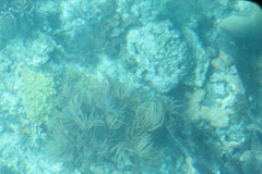 Antillogorgia bipinnata