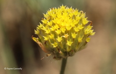 Lasiosiphon sericocephalus