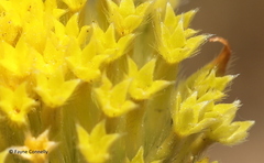 Lasiosiphon sericocephalus