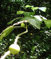 Solanum myriacanthum