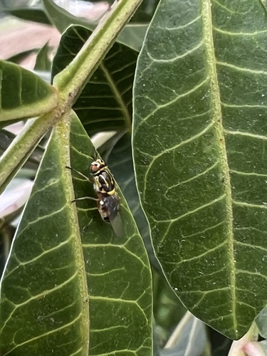 Crowned Euparyphus photo 3
