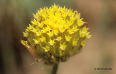 Lasiosiphon sericocephalus