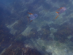 Trachinotus rhodopus