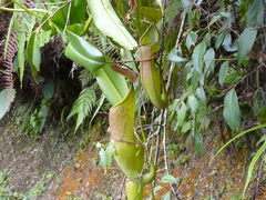 Nepenthes sanguinea