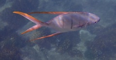 Trachinotus rhodopus
