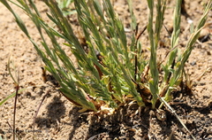 Lasiosiphon sericocephalus