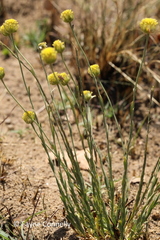 Lasiosiphon sericocephalus