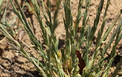 Lasiosiphon sericocephalus