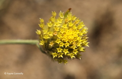 Lasiosiphon sericocephalus