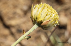 Lasiosiphon sericocephalus