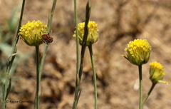 Lasiosiphon sericocephalus