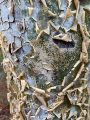 Commiphora aprevalii