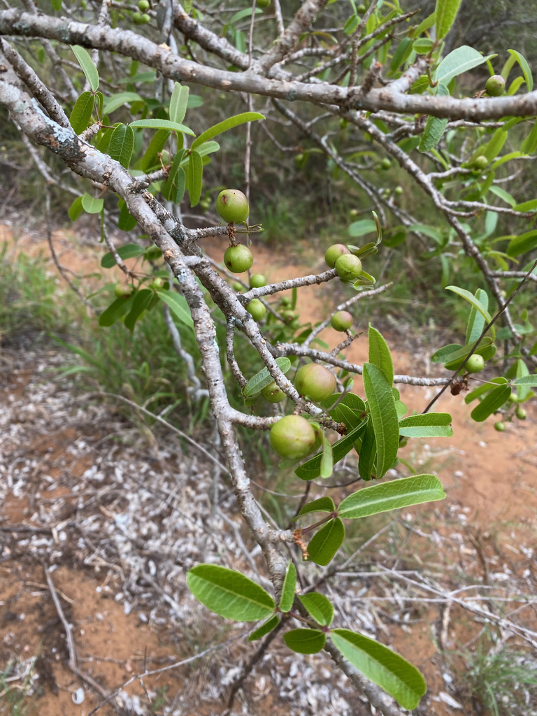 Commiphora aprevalii