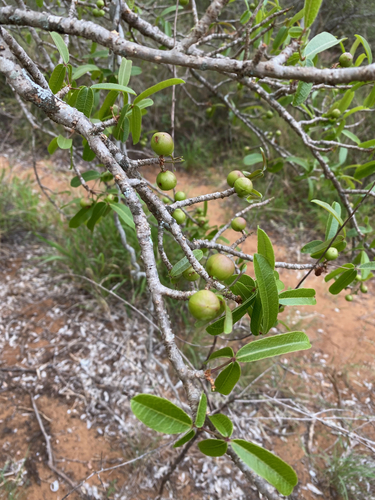 Commiphora aprevalii · iNaturalist United Kingdom