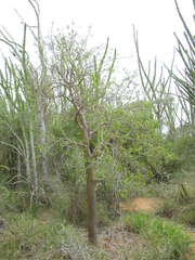 Commiphora aprevalii