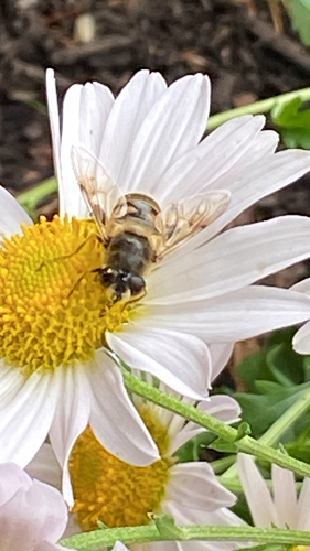 Unknown species found near Barbara St, Westfield, MA, US