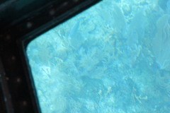 Antillogorgia bipinnata