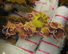 Lithophyllum carpophylli