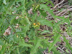 Solanum tampicense