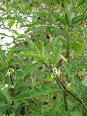 Solanum tampicense