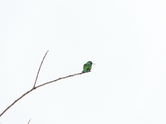 Chlorostilbon mellisugus