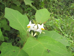 Solanum torvum