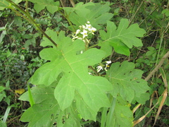 Solanum torvum