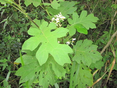 Solanum torvum