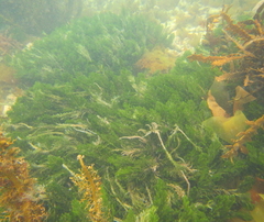 Caulerpa flexilis