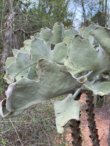 Velvet-leaf