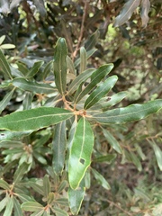 Euclea natalensis angustifolia
