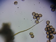 Trichia botrytis