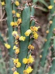 Euphorbia schinzii
