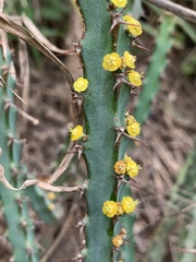 Euphorbia schinzii