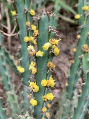Euphorbia schinzii