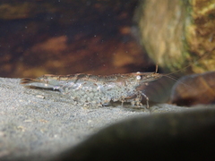 Neocaridina