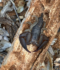 Opisthacanthus