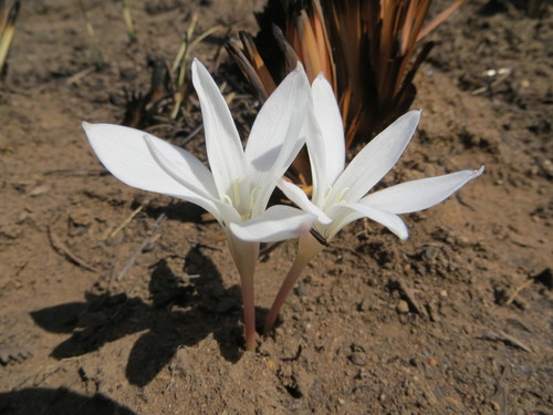 Image of Apodolirion buchananii by no rights reserved