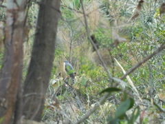 Accipiter striatus ventralis