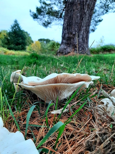Aspropaxillus giganteus — (c) Jane Tavener, some rights reserved (CC BY)