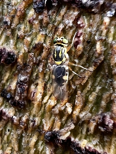 Crowned Euparyphus photo 4
