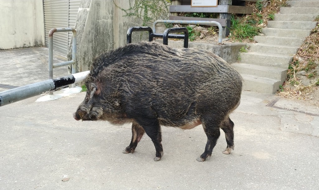 South China Boar in December 2019 by H.T.Cheng · iNaturalist