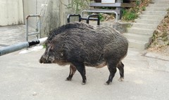 Sus scrofa moupinensis
