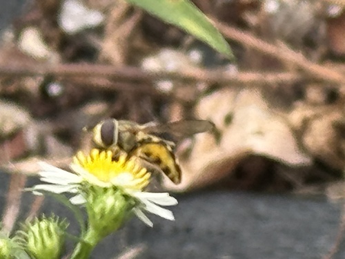 Unknown species found near Staten Island, New York, NY, US