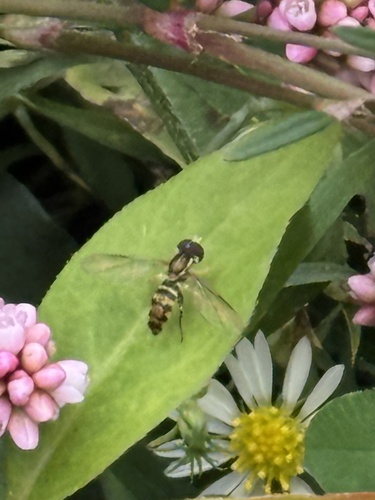 Unknown species found near Staten Island, New York, NY, US