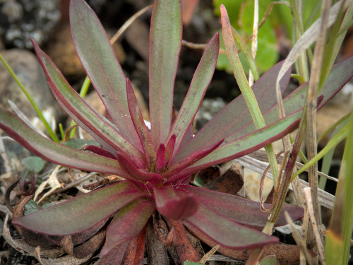Viscaria alpina (Viscaria alpina)
