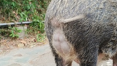 Sus scrofa moupinensis